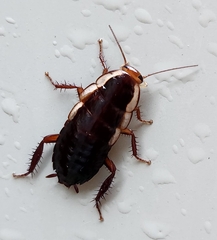 Drymaplaneta semivitta