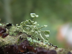 Ramalina cochlearis