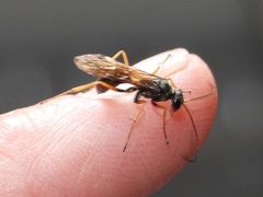 Auplopus mellipes