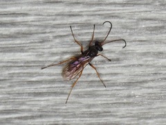 Auplopus mellipes