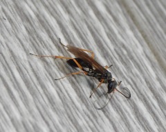Auplopus mellipes