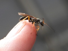 Auplopus mellipes