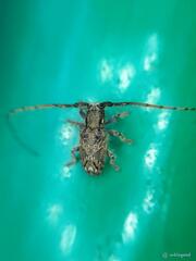Cerambycidae