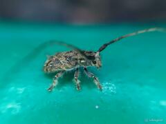 Cerambycidae