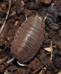 Lucasius andalusicus