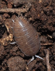 Lucasius andalusicus