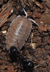 Lucasius andalusicus