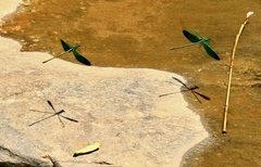 Neurobasis chinensis