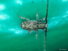 Cerambycidae