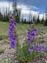 Penstemon leiophyllus