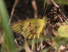 Colotis amata