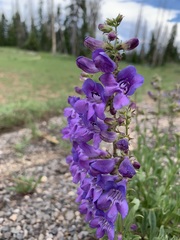 Penstemon leiophyllus