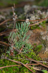 Petrosedum