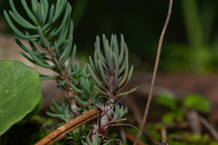Petrosedum