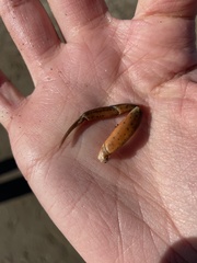 Eumalacostraca