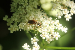 Alosterna tabacicolor