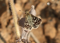 Spialia galba