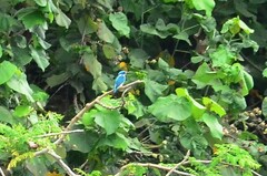 Alcedo coerulescens