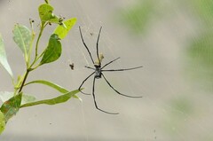 Nephila vitiana
