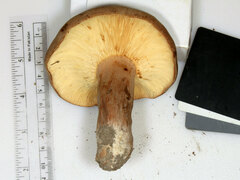 Lactifluus