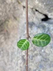 Trachelospermum asiaticum