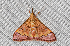 Autocharis