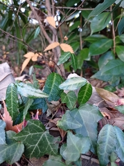 Trachelospermum asiaticum