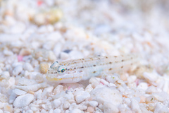 Valenciennea longipinnis