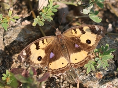 Junonia hierta