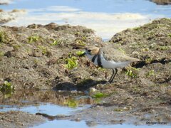 Charadrius falklandicus