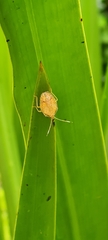 Spartocera