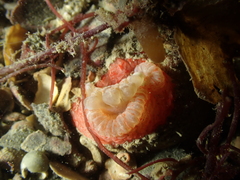 Capnea sanguinea
