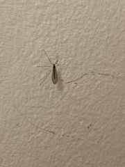 Trichocera annulata