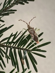 Gonocerus juniperi
