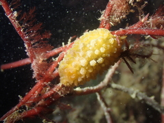 Doris verrucosa