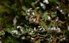 Cladonia foliacea