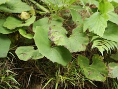 Petasites formosanus