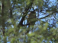 Zonotrichia leucophrys