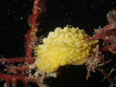 Doris verrucosa