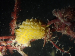 Doris verrucosa