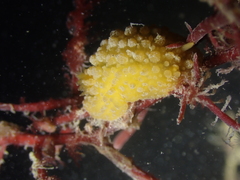 Doris verrucosa