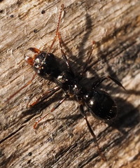 Myrmecorhynchus carteri