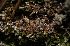 Cladonia foliacea
