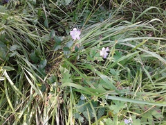 Geranium wlassovianum