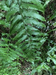 Microlepia marginata bipinnata