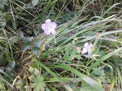 Geranium wlassovianum