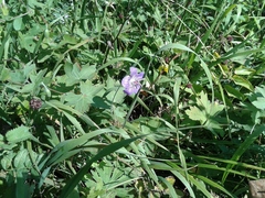 Geranium wlassovianum