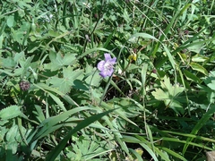 Geranium wlassovianum