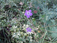 Geranium wlassovianum
