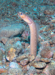 Barnes' Garden Eel photo 2
